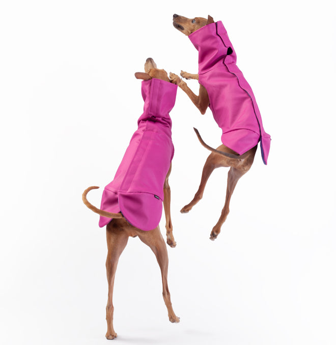 moving italian greyhounds in clothes. comfortable and high-quality winter coat lined with fleece
