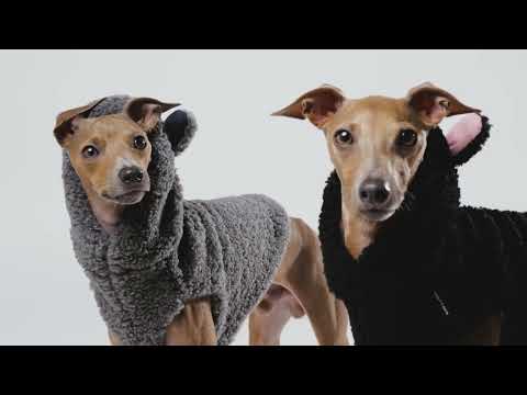 italian greyhound clothes video